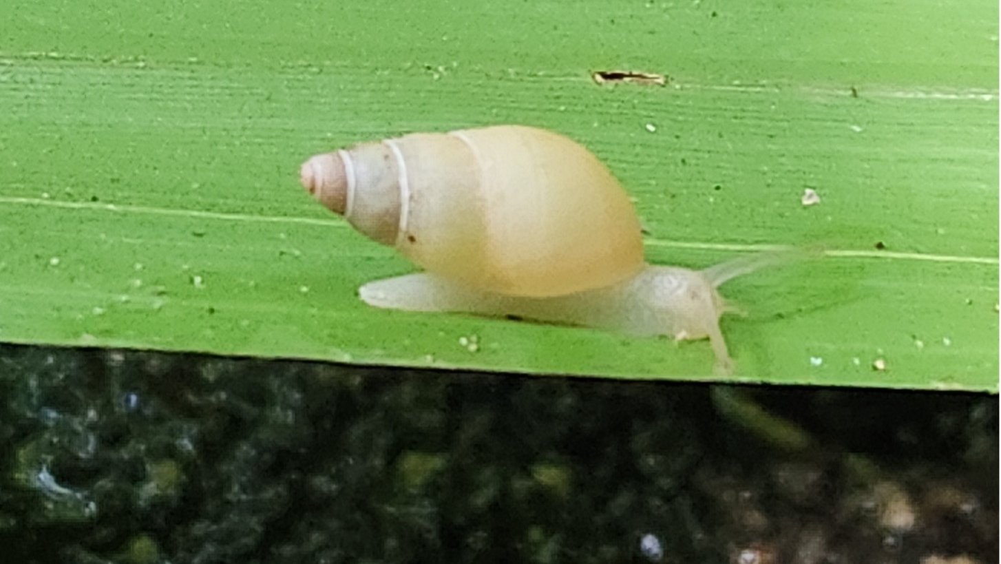 An unidentified species of Partula, a genus that has suffered many extinctions throughout the Pacific