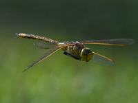 Australian Emperor, Anax papuensis