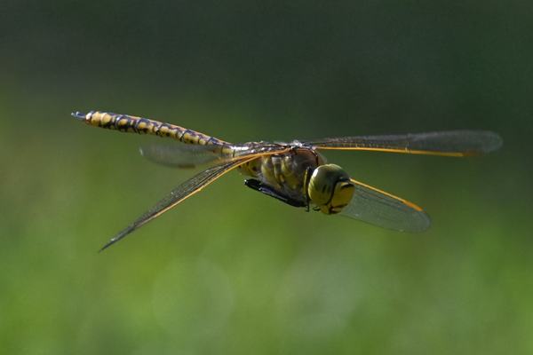 Australian Emperor, Anax papuensis