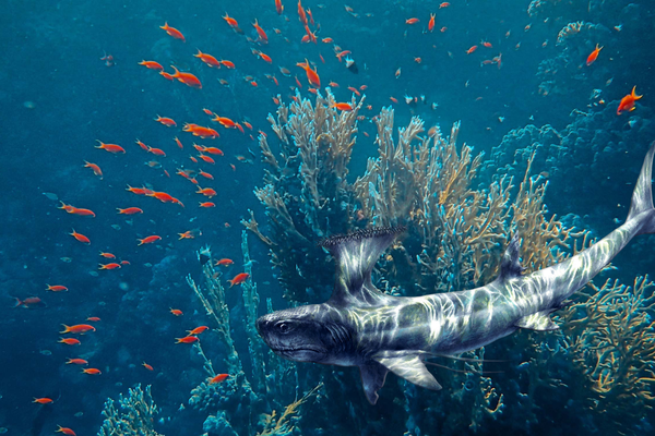 Sharks exhibition 2022, The Ancient Ones banner