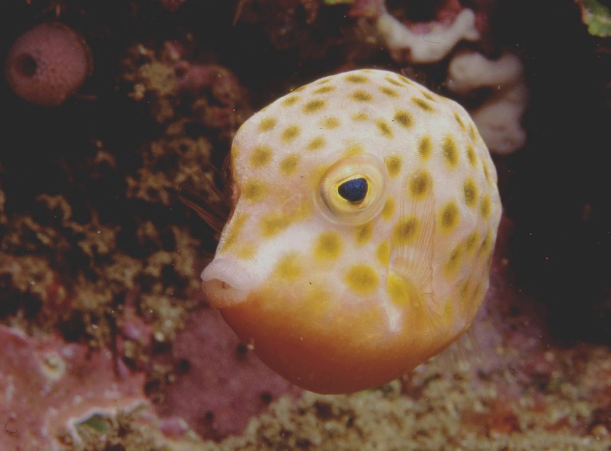 box face fish Boxfish: Saltwater Aquarium for Marine Aquariums – LiveAquaria Box-Shaped Fish Biology Article for