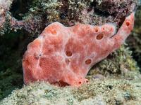 Giant Frogfish, Antennarius commerson