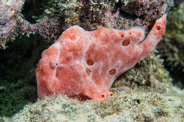Giant Frogfish, Antennarius commerson