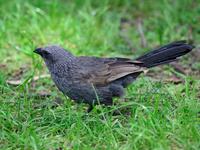 Adult Apostlebird