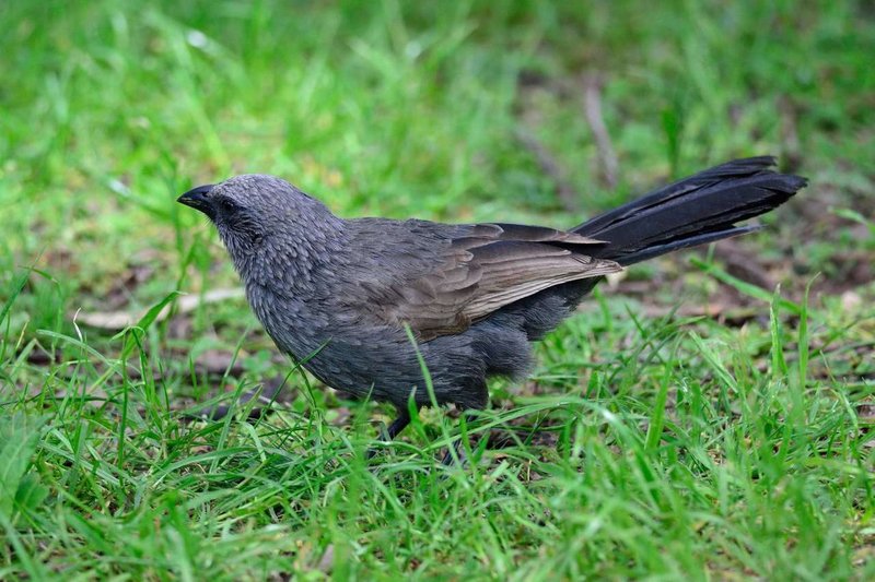 Adult Apostlebird