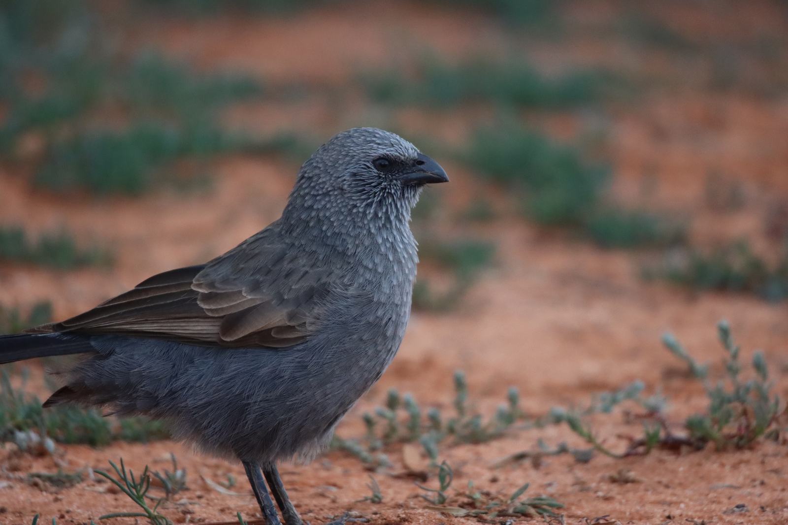 A grey Apostlebird with a short black bill and dark wings, standing on red sandy ground among sparse green shrubs.