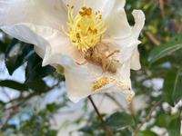 Illawarra Raspy Cricket, Apotrechus illawarra