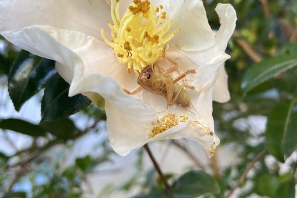 Illawarra Raspy Cricket, Apotrechus illawarra
