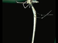 Argyrodes colubrinus