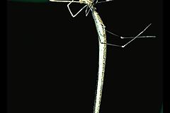 Argyrodes colubrinus