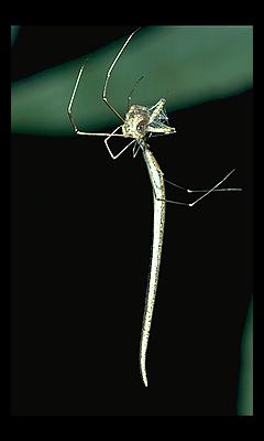 Argyrodes colubrinus