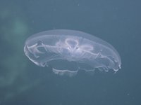 Moon Jellyfish (Aurelia coerulea)