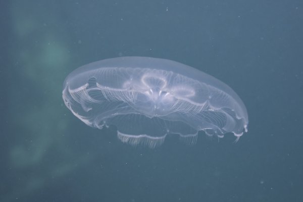 Moon Jellyfish (Aurelia coerulea)