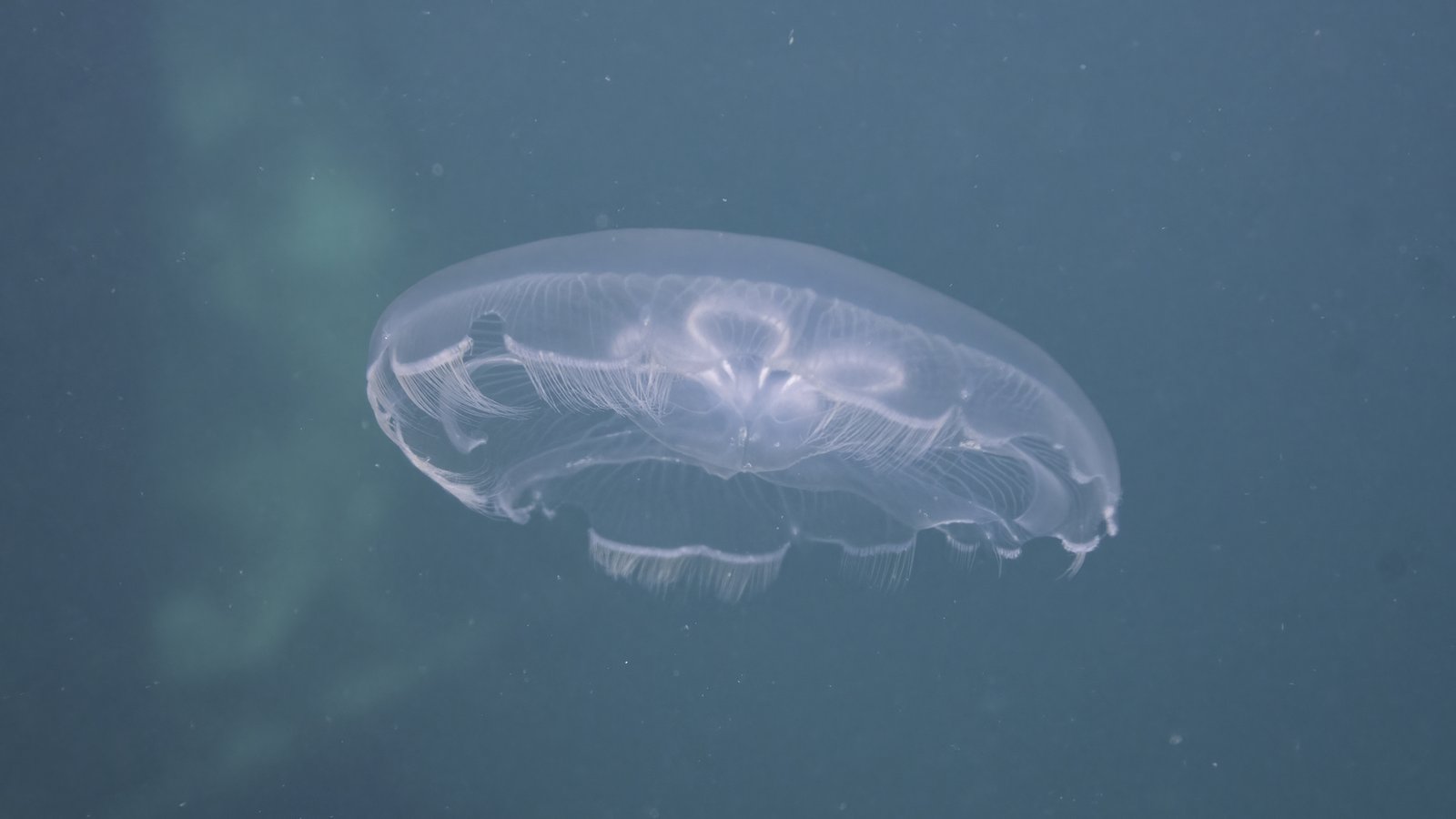 Moon Jelly - The Australian Museum