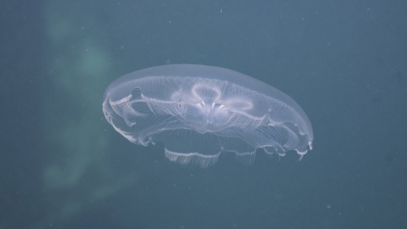 Moon Jellyfish (Aurelia coerulea)