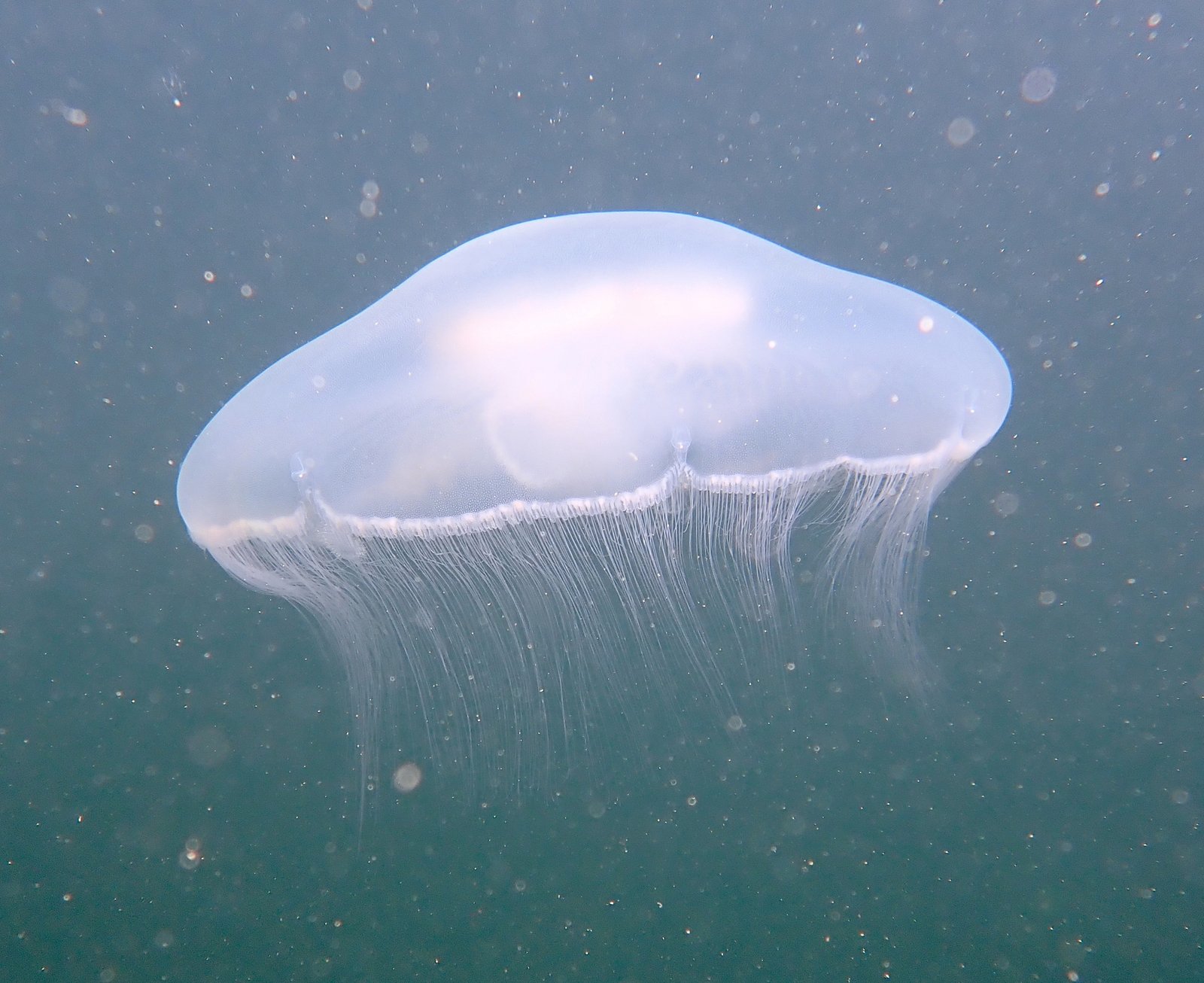 A translucent Moon Jellyfish floating underwater, viewed from the side, with fine trailing tentacles
