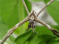 Asianopis subrufa, male