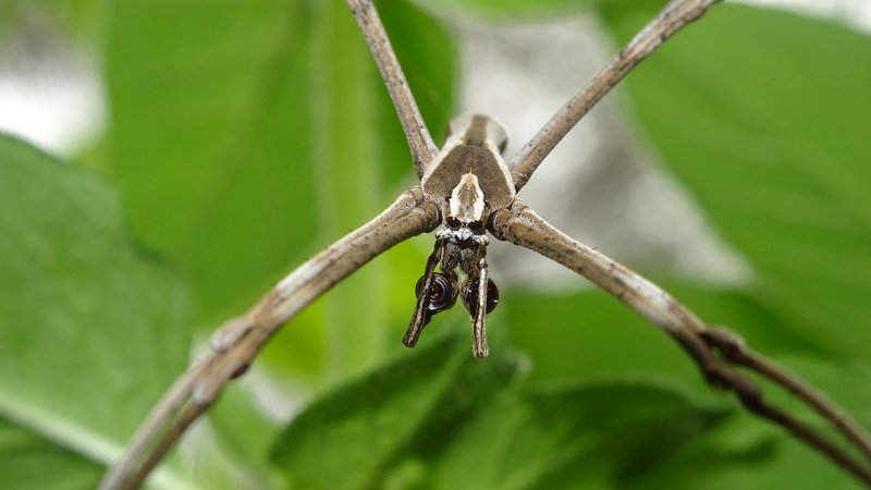 Asianopis subrufa, male