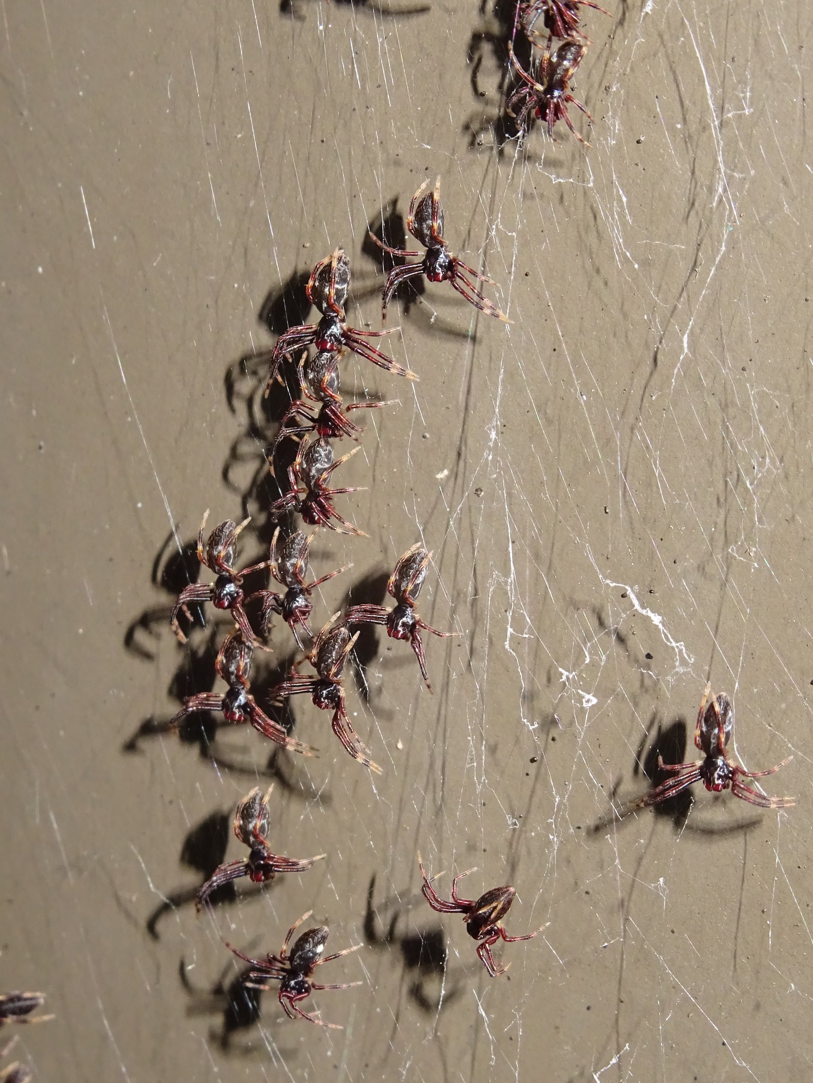 Asianopis subrufa spiderlings