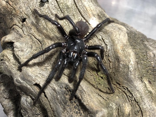 Male Newcastle funnel-web, Atrax christenseni, ‘Big Boy’