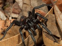 Southern Sydney Funnel-web Spider (Atrax montanus), male