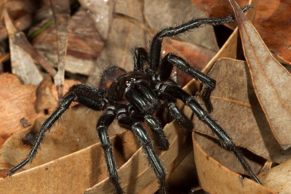 Southern Sydney Funnel-web Spider (Atrax montanus), male