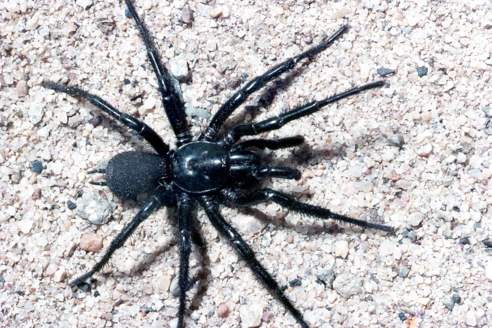 Sydney Funnel web Spider Atrax Robustus The Australian Museum