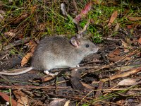 Australian Bush Rat, Barren Grounds Nature Reserve, New South Wales, Australia.