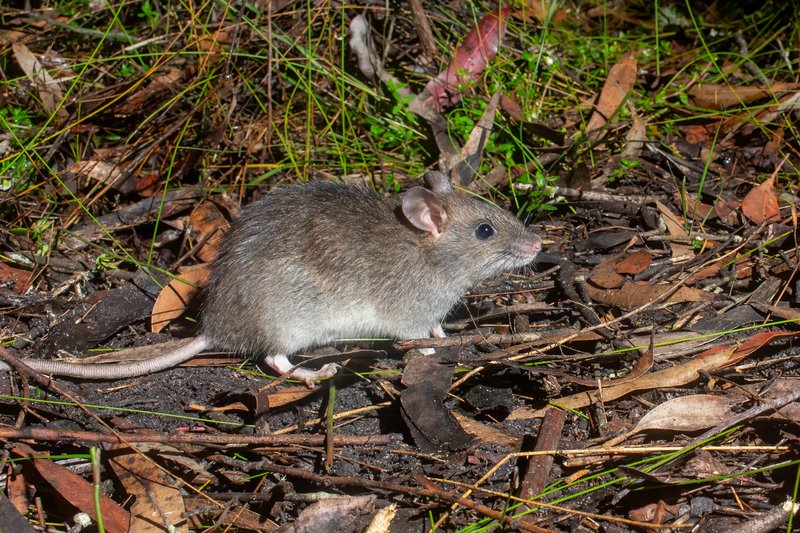 Australian Bush Rat, Barren Grounds Nature Reserve, New South Wales, Australia.