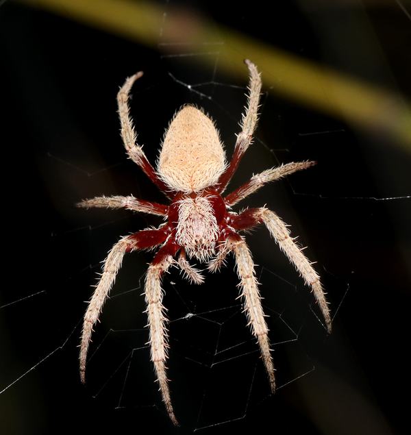 A large orb weaver spider with a pale, triangular cream abdomen, dark red-brown legs, and dense pale spines, perched in its web.