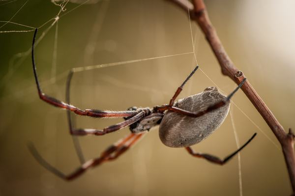 A large orb weaving spider with a smooth grey oval abdomen and long reddish-brown and black banded legs, hanging in its web against a bark branch.