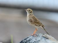 Australian Pipit (Anthus australis)