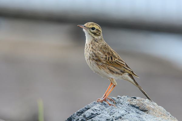 Australian Pipit (Anthus australis)