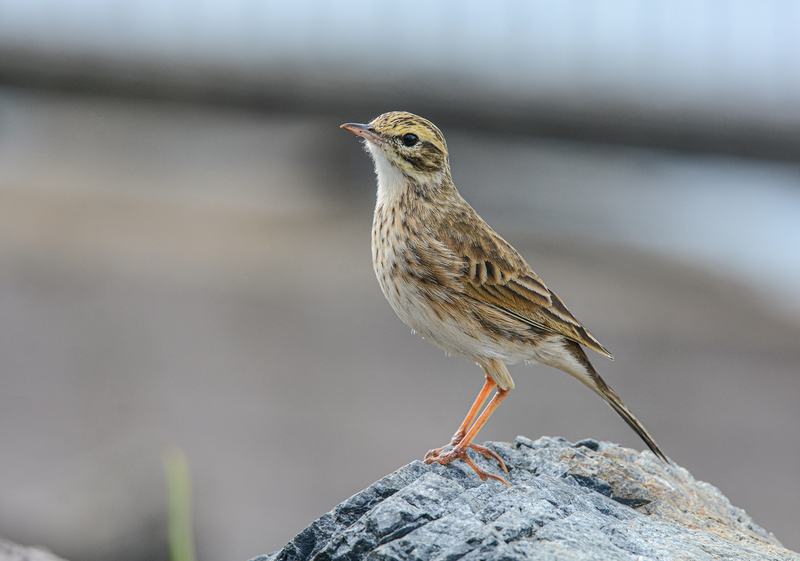 Australian Pipit (Anthus australis)