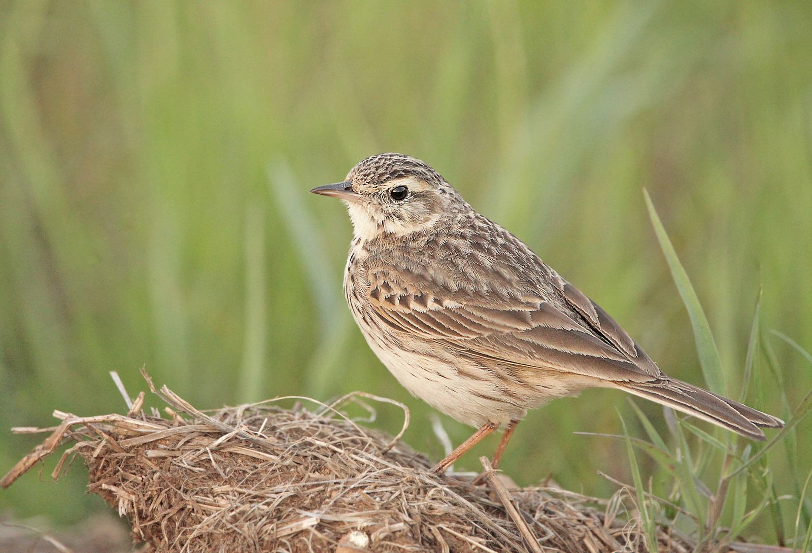 A small streaked brown and cream bird with a slender bill, perched on dried grass with a green grassy background.