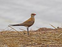 Australian Pratincole (Glareola isabella)