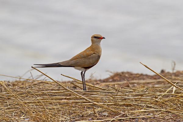 Australian Pratincole (Glareola isabella)
