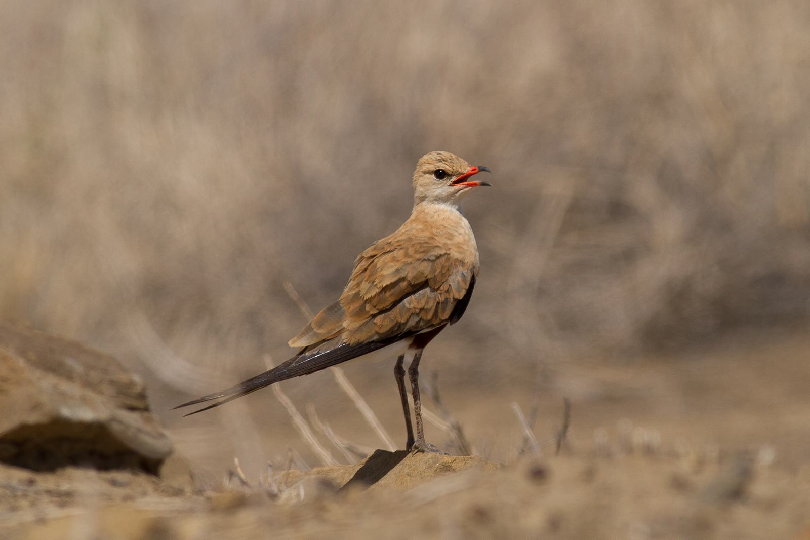 A pale brown bird with a red-tipped bill, standing on a rock amid dry grassland, calling with its beak slightly open.