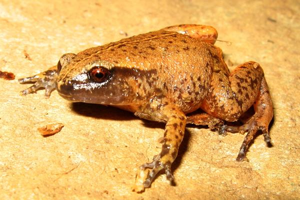 Rain Whistling Frog, Austrochaperina pluvialis