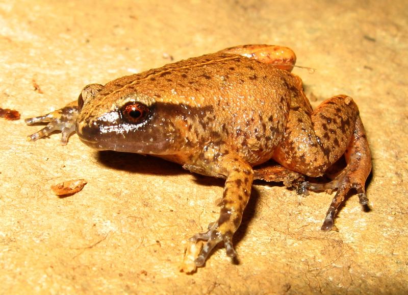 Rain Whistling Frog, Austrochaperina pluvialis