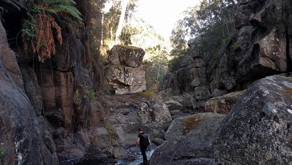 In search of the Peppered Tree Frog