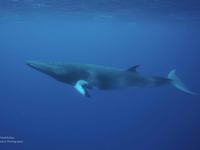 Minke Whale, Balaenoptera acutorostrata
