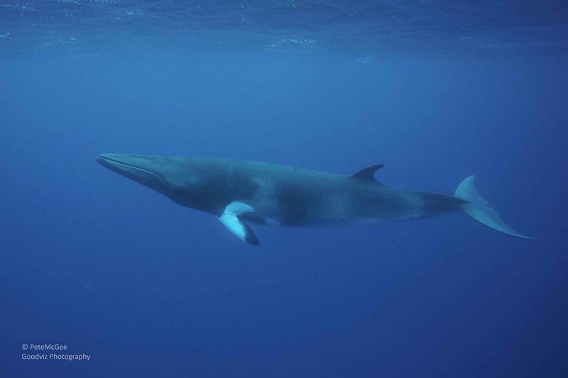 Minke Whale, Balaenoptera acutorostrata