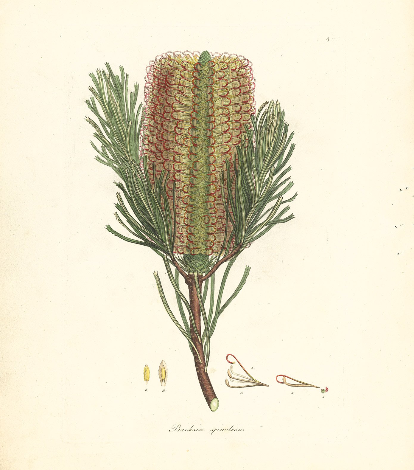 Banksia spinulosa, drawing