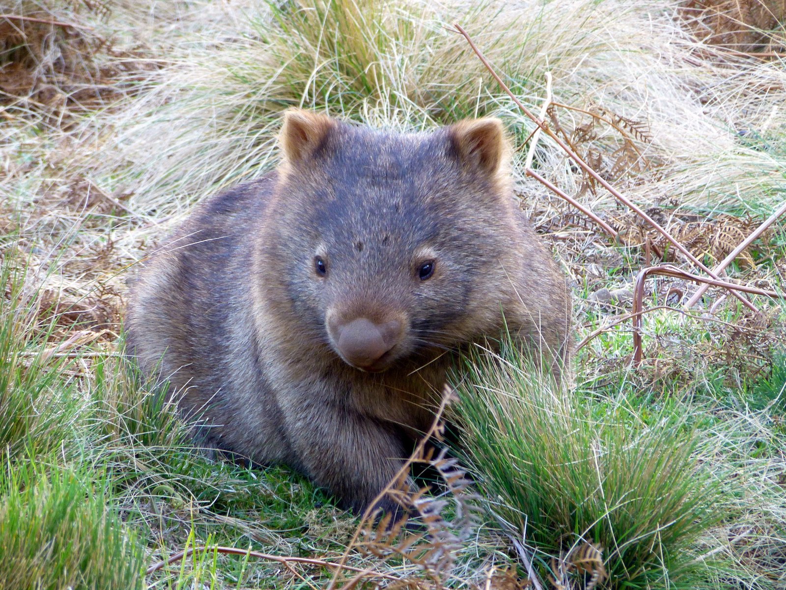 Bare-nosed Wombat, Vombatus ursinus