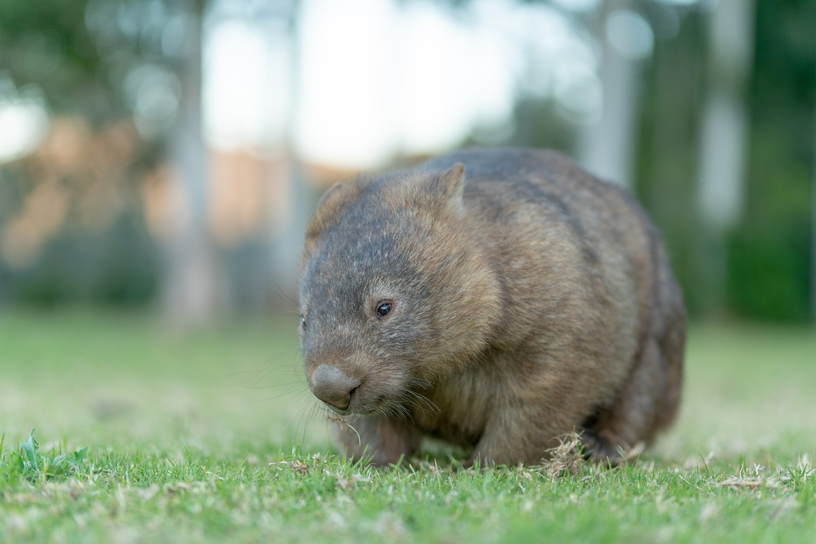 Bare-nosed Wombat, Vombatus ursinus