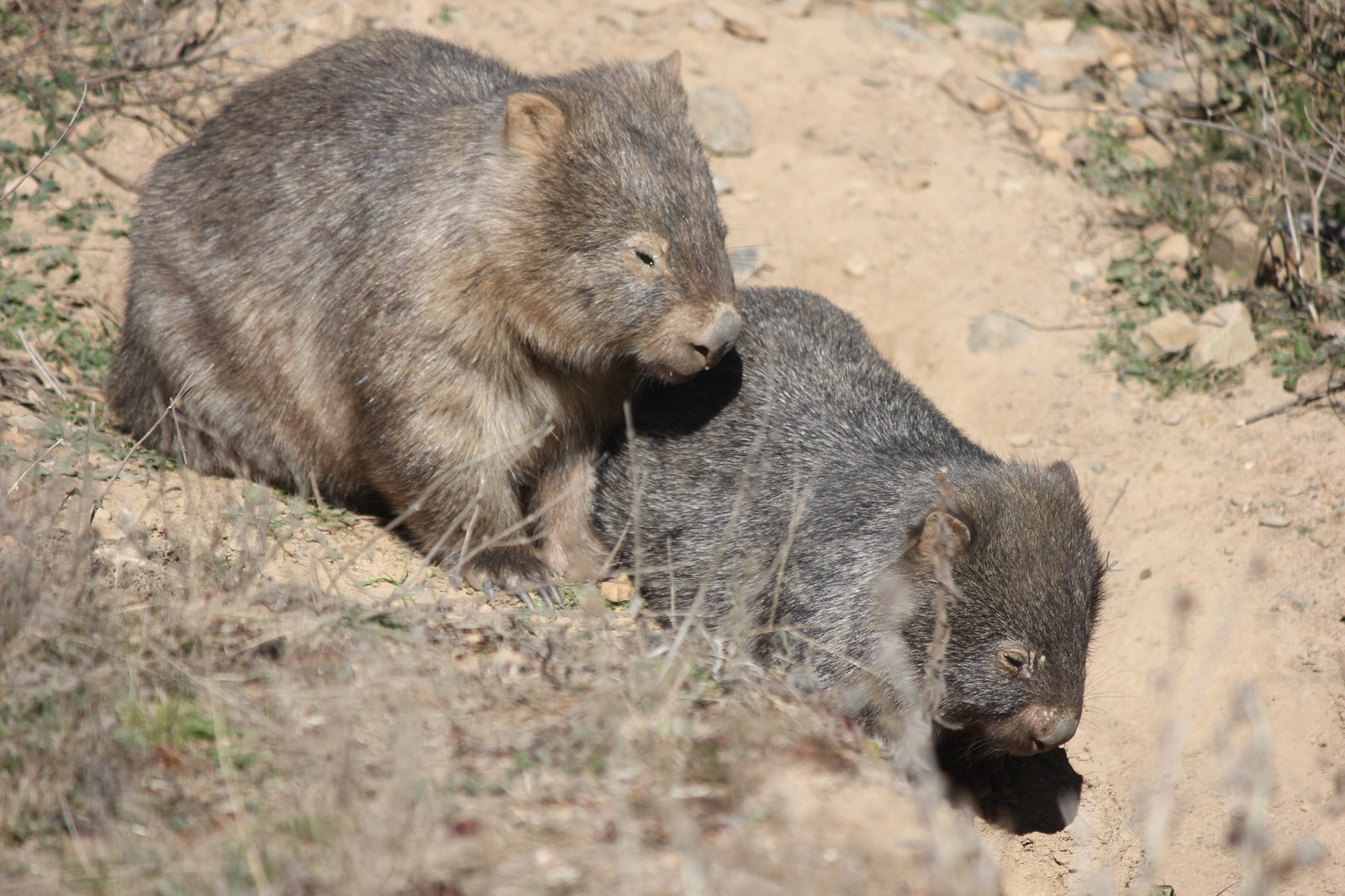 Bare-nosed Wombats, Vombatus ursinus