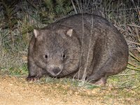 Bare-nosed Wombat, Vombatus ursinus
