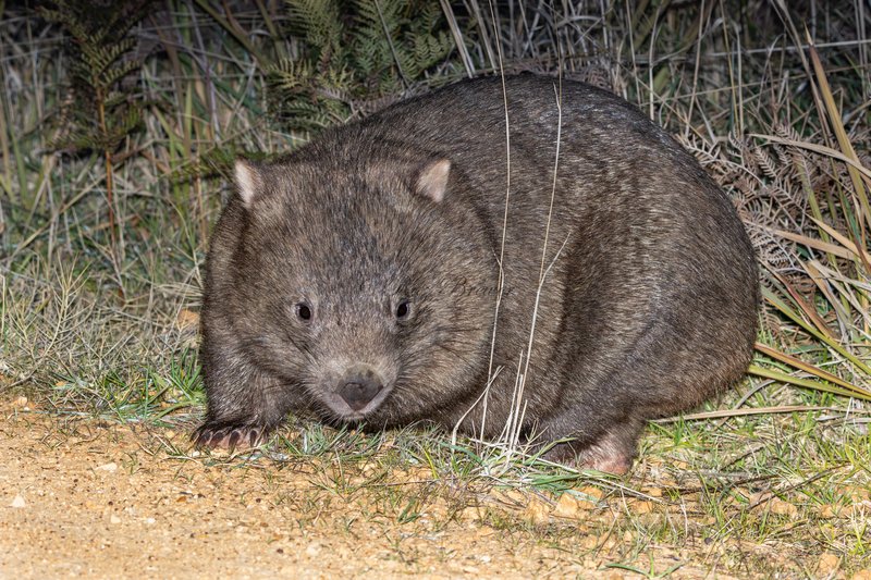 Bare-nosed Wombat, Vombatus ursinus