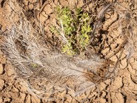 Barka - Lake Cawndilla shoreline - 8 December 2022